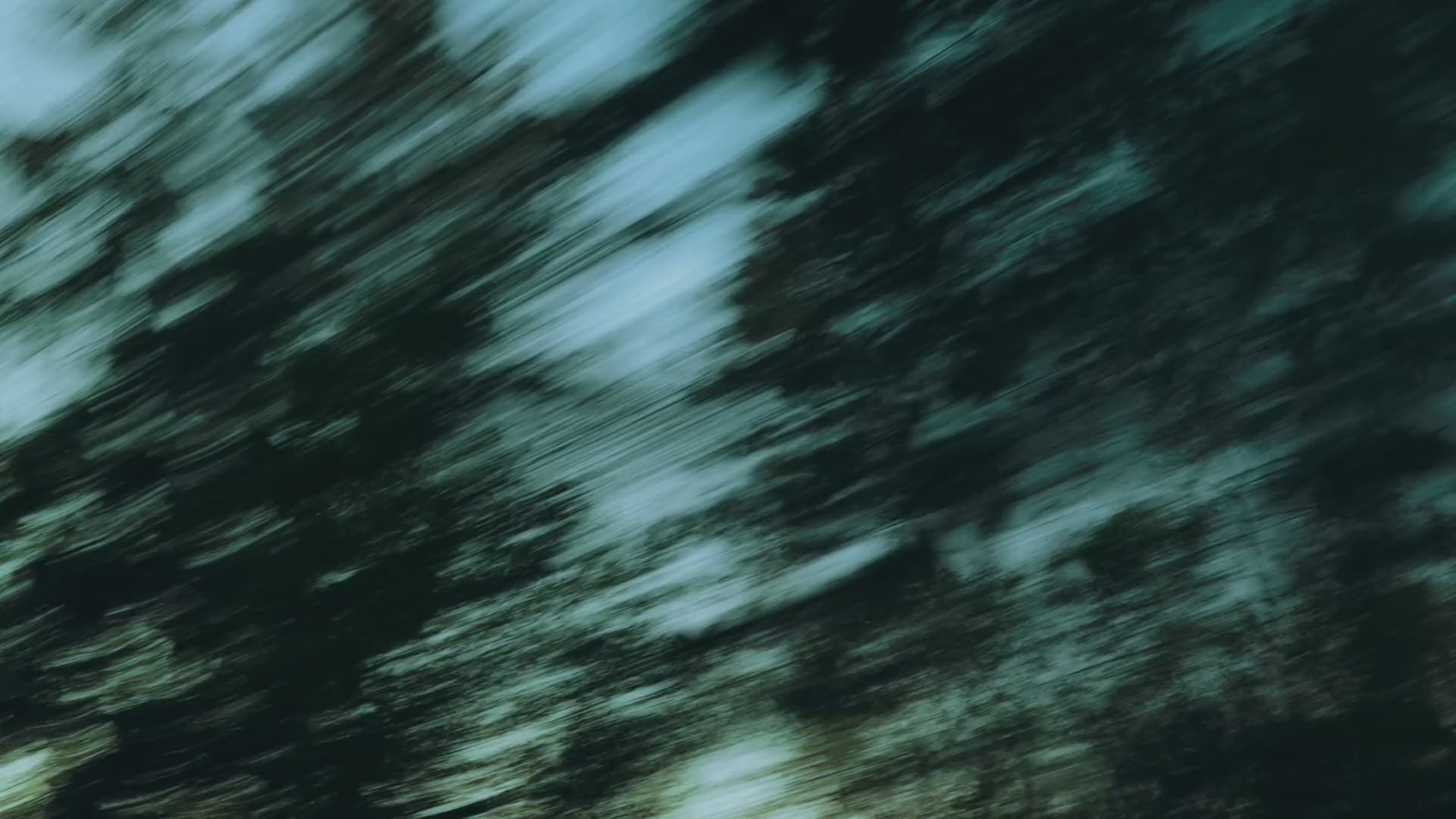 Blurred trees